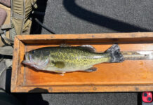 Image of largemouth bass