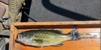 Image of largemouth bass