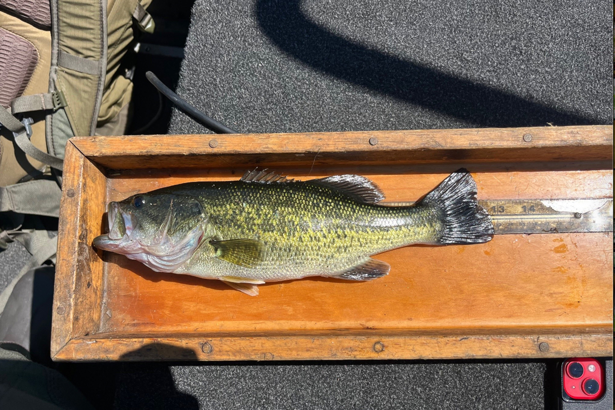 Image of largemouth bass