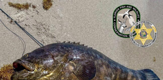 Goliath Grouper illegally speared in Florida