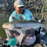 Winning Itinerary For Fishing The Tennessee River Valley a kayak angler holds up a large striped bass caught while fishing in the Tennessee River Valley