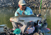 a kayak angler holds up a large striped bass caught while fishing in the Tennessee River Valley