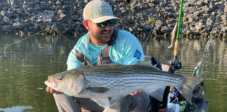a kayak angler holds up a large striped bass caught while fishing in the Tennessee River Valley
