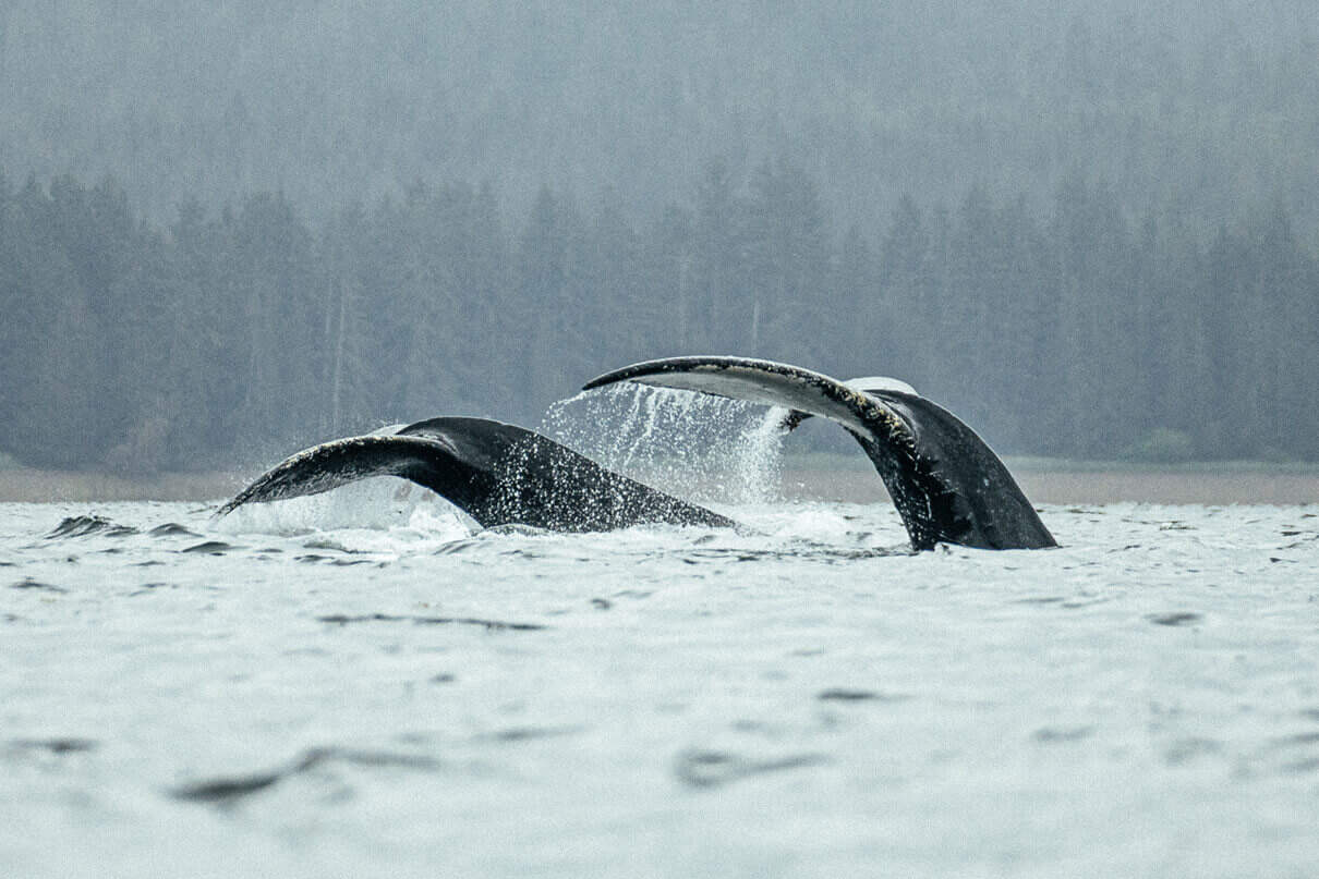 orcas surfacing