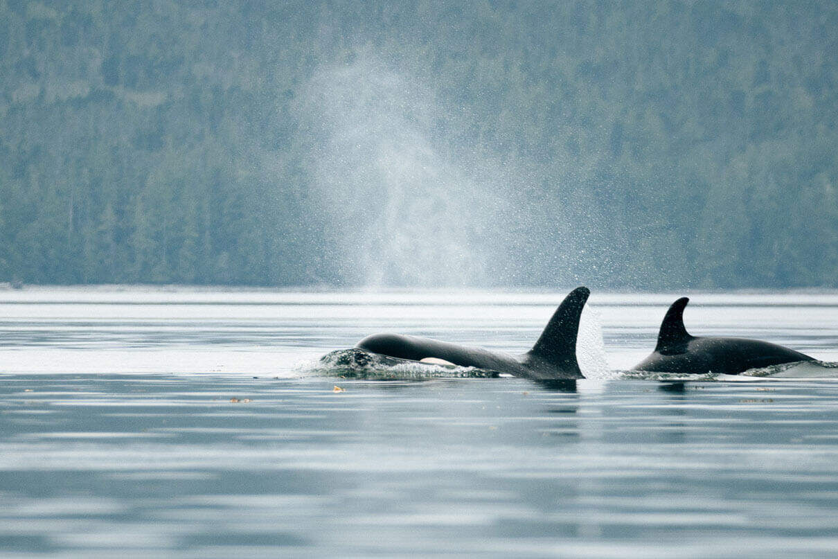 orcas surfacing