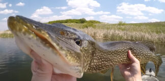YouTuber Matt Nelson holds a large pike up to the camera