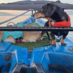 Senior dog Crusoe the Dachshund and his sister Daphne on their custom kayak fishing deck.