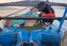Senior dog Crusoe the Dachshund and his sister Daphne on their custom kayak fishing deck.