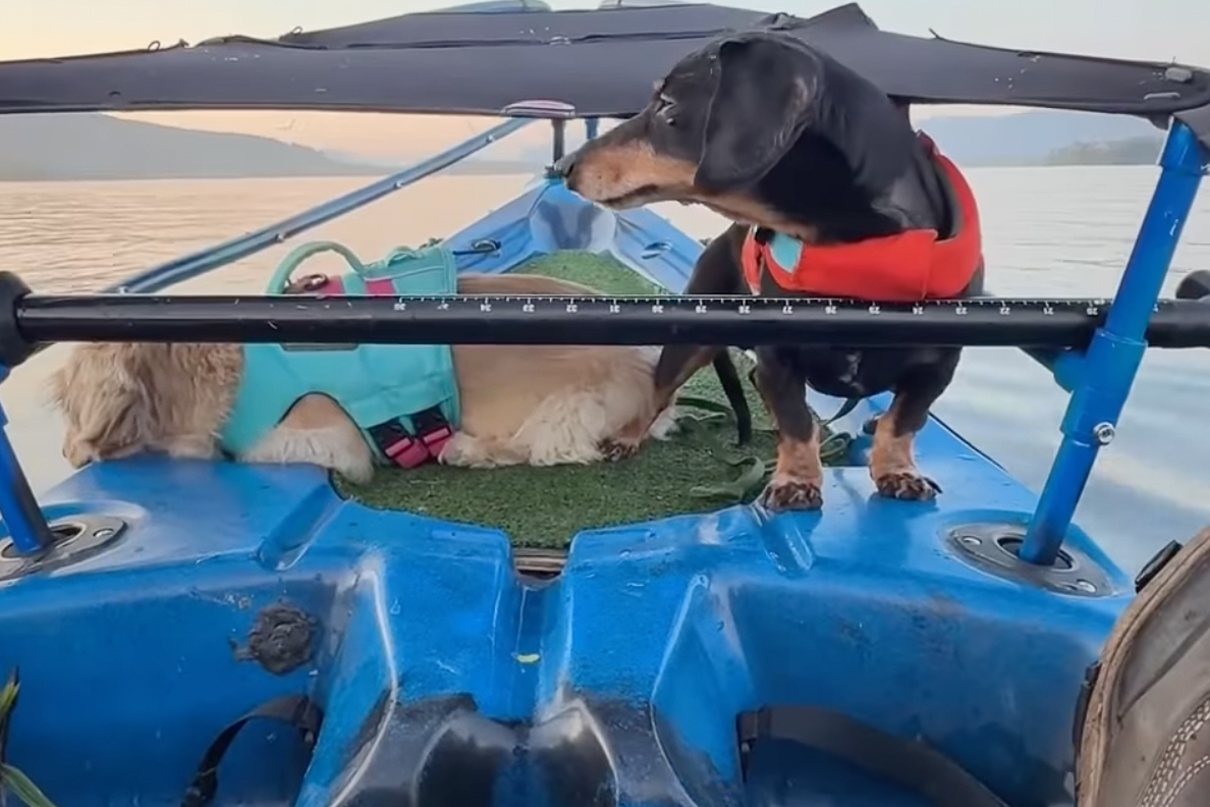 Senior dog Crusoe the Dachshund and his sister Daphne on their custom kayak fishing deck.