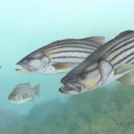 Image of striped bass