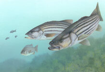 Image of striped bass