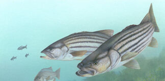 Image of striped bass
