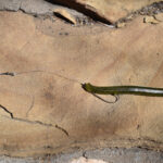 How To Rig And Fish The Carolina Rig Carolina rig.