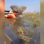 Elephant Charges Canoe Tour Group And Tramples Tourist (Video) Image of elephant charging tourists in canoes in Botswana