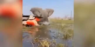 Image of elephant charging tourists in canoes in Botswana