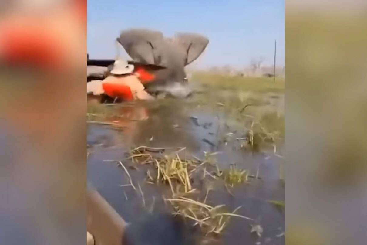 Image of elephant charging tourists in canoes in Botswana