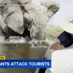 Tourists On Canoe Trip Charged By Elephant Share Their Story (Video) Elephant Charges tour group in Botswana