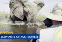 Elephant Charges tour group in Botswana