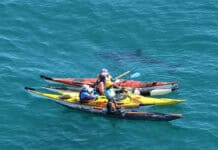 Kayakers circled by Great White Shark in Perth, Western Australia