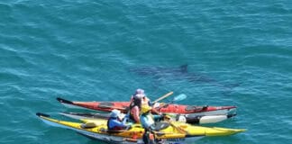Kayakers circled by Great White Shark in Perth, Western Australia