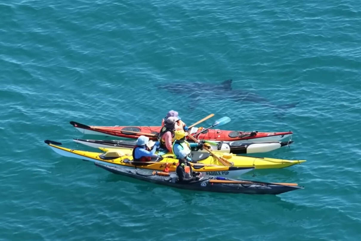 Kayakers circled by Great White Shark in Perth, Western Australia
