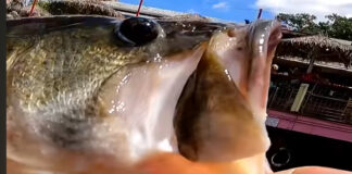 Grant Langmore holds up a bass to the camera. Feature Image: Grant Langmore | YouTube