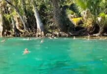 Kayaker Surrounded By Falling Monkeys (Video) Monkeys swim across from an island in Silver Springs Florida