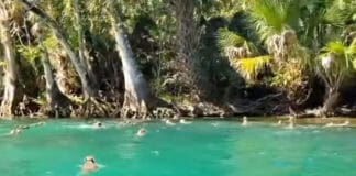 Kayaker Surrounded By Falling Monkeys (Video) Monkeys swim across from an island in Silver Springs Florida