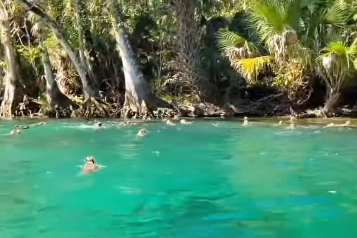 Monkeys swim across from an island in Silver Springs Florida