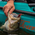 Kayak angler landing a largemouth bass.