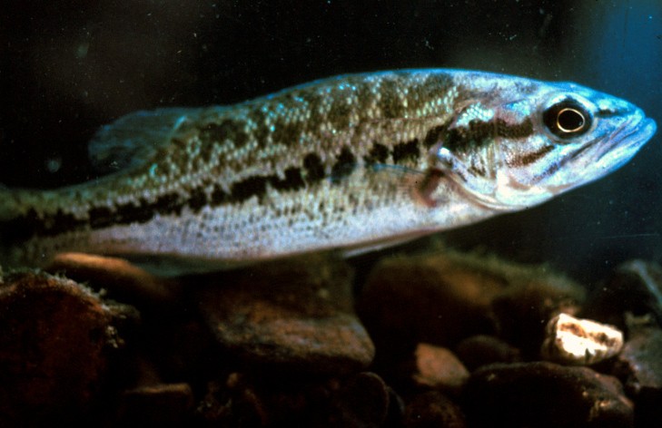 Spotted bass.