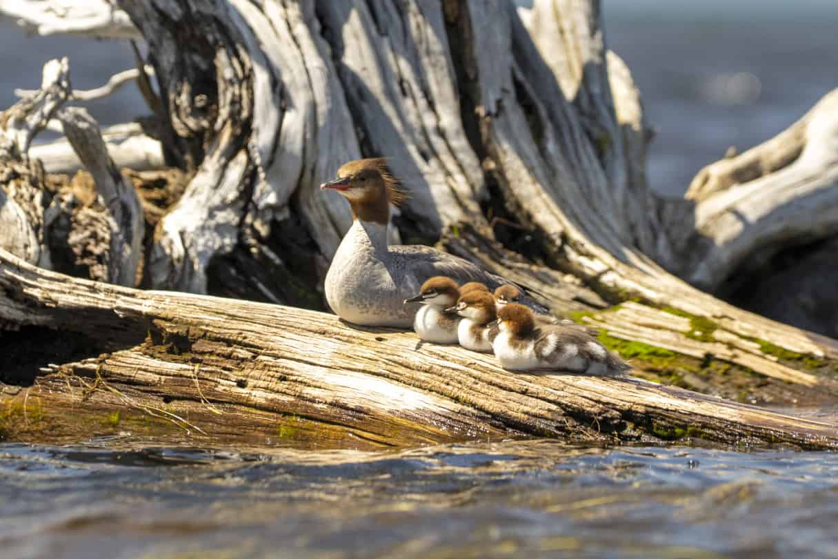 A group of mergansers sitting on a log.