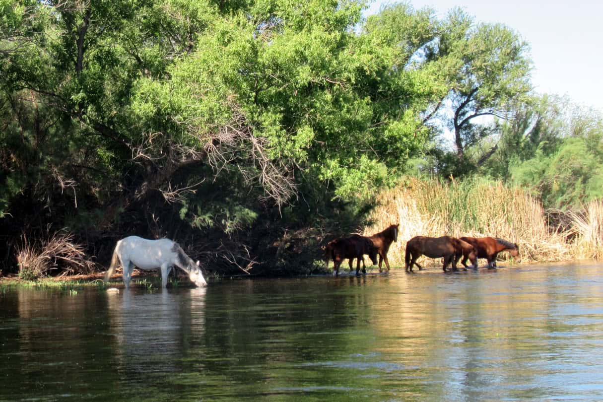 Wild horses along the Salt River.