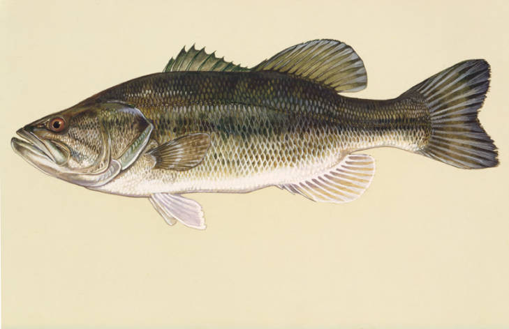 Largemouth are the most popular type of bass to fish for in the U.S.