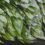 Behind Paddling’s Participation Boom overhead view of a group of packed tripping canoes paddling through luxuriant water plants