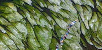 overhead view of a group of packed tripping canoes paddling through luxuriant water plants