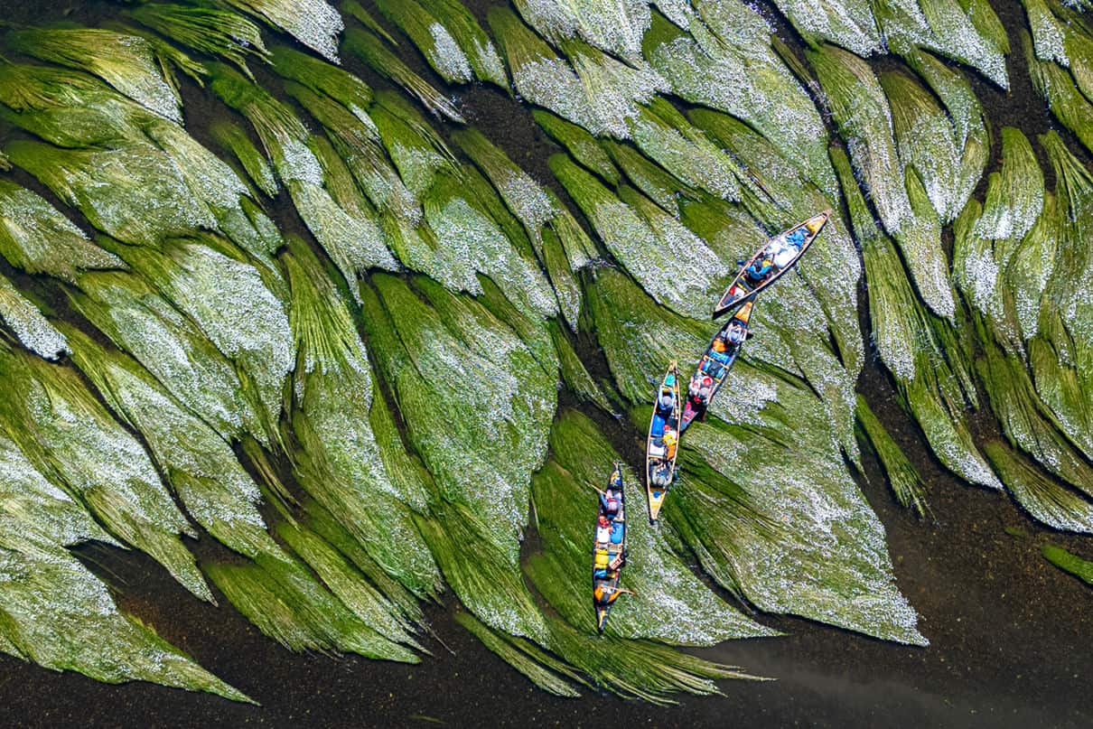 overhead view of a group of packed tripping canoes paddling through luxuriant water plants