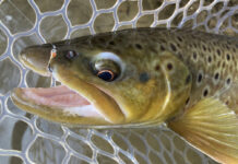 Best Trout Lures For 2026 Tungsten Perdigon Nymph.