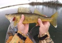 What’s Biting In 37 Degree Water? YouTuber Matt Nelson Investigates Matt Nelson holds a winter walleye up to the camera