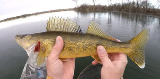 Matt Nelson holds a winter walleye up to the camera