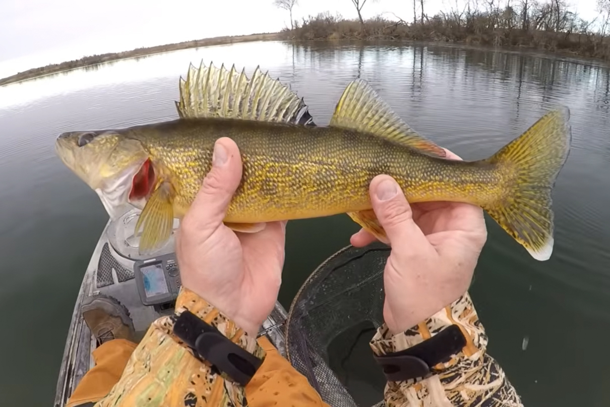 Matt Nelson holds a winter walleye up to the camera