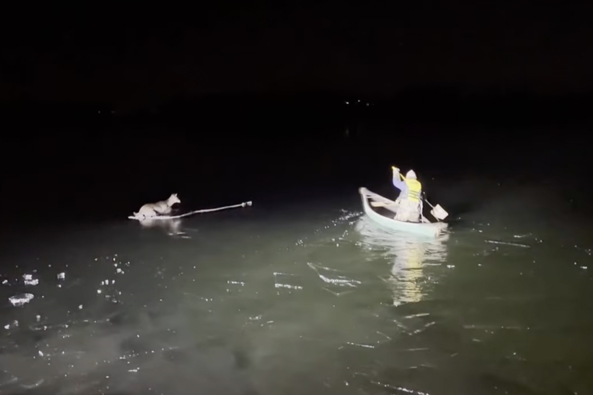 Griffin Marquis paddles out on frozen Derby Pond to rescue a deer.