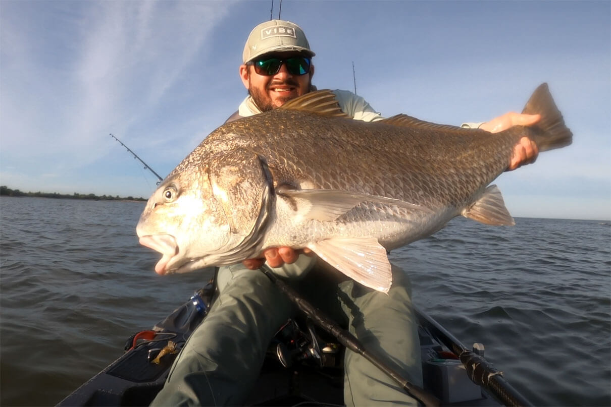 kayak angler holds up a black drum in the shallows of Sanibel Island