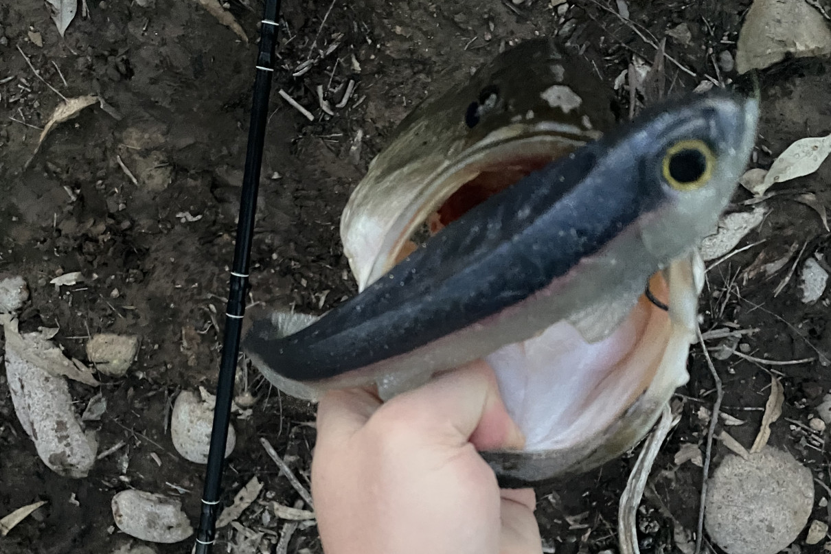 An angler landing a bass on a swimbait during winter.