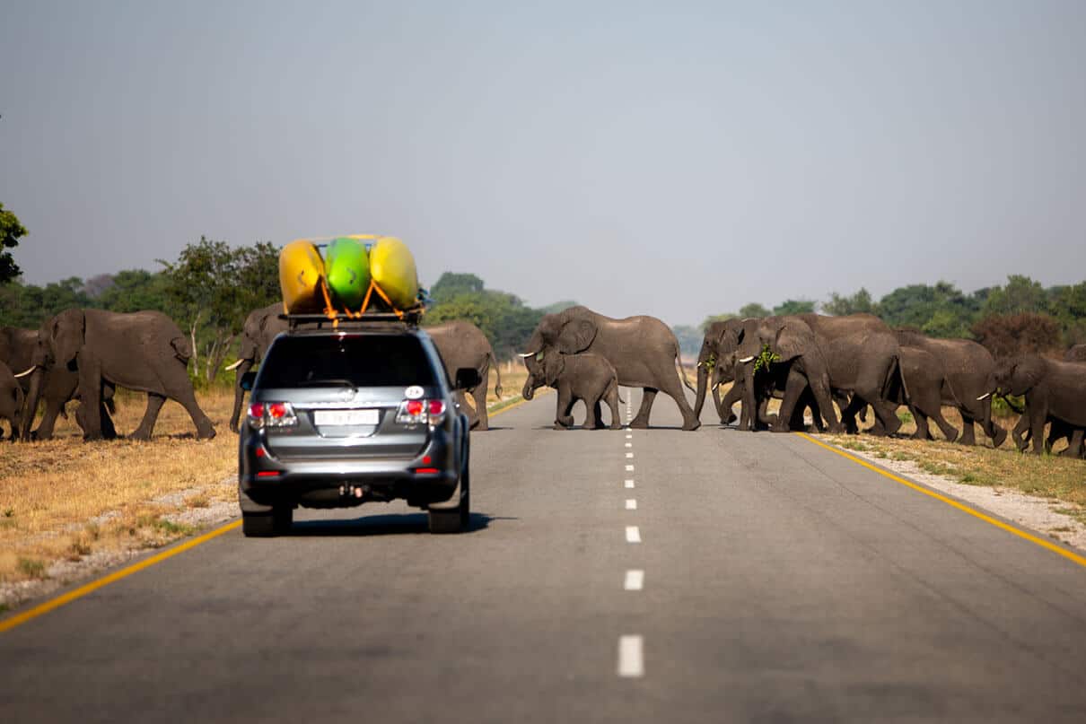 elephants cross the road in front of a vehicle with three whitewater kayaks on the roof