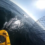 Kayak Angler Chased By Shark (Video) Kayak fisherman is chased by a great white shark near Monterey California