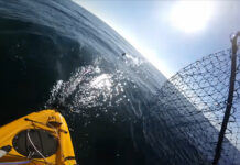 Kayak Angler Chased By Shark (Video) Kayak fisherman is chased by a great white shark near Monterey California