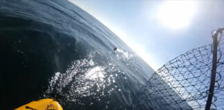 Kayak fisherman is chased by a great white shark near Monterey California