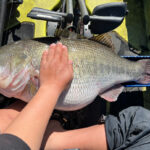 California Kayak Angler May Lose Out On A Record Due To Technicality A would-be record lake bass in California is held. up on a fishing kayak while angler Damian Thao places his hand over the fish for scale.