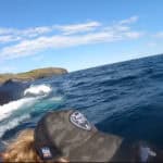 Humpback Whale Surfaces Behind Sea Kayakers (Video) humpback whale surfaces behind kayaker in Newfoundland